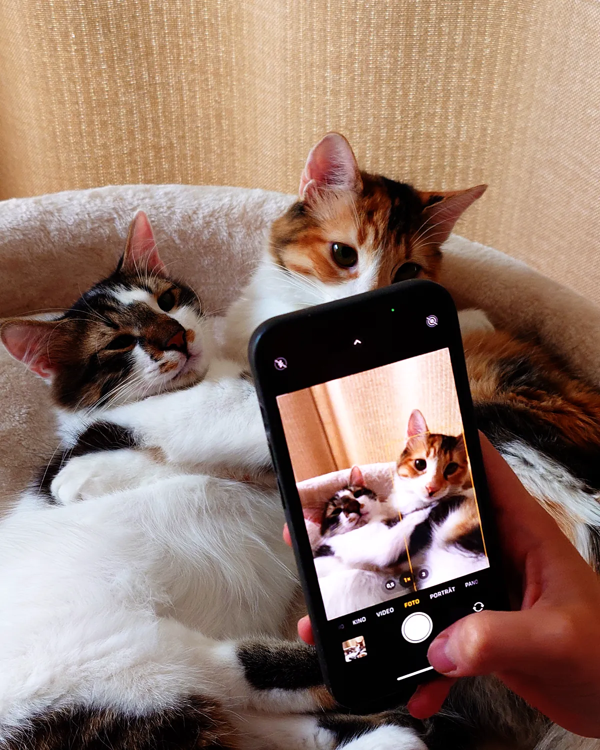 Hazel und Toffee kuscheln in einem Katzenkorb, während jemand sie mit dem Handy fotografiert.