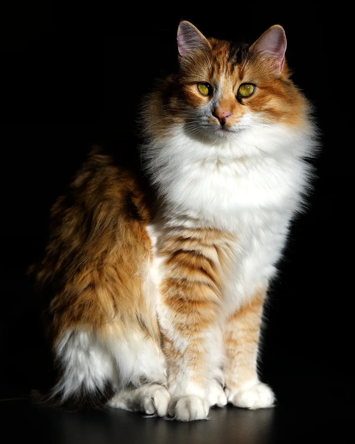 Hazel, eine langhaarige dreifarbige Katze in Braun, Karamell und Weiß, sitzt aufrecht vor dunklem Hintergrund.
